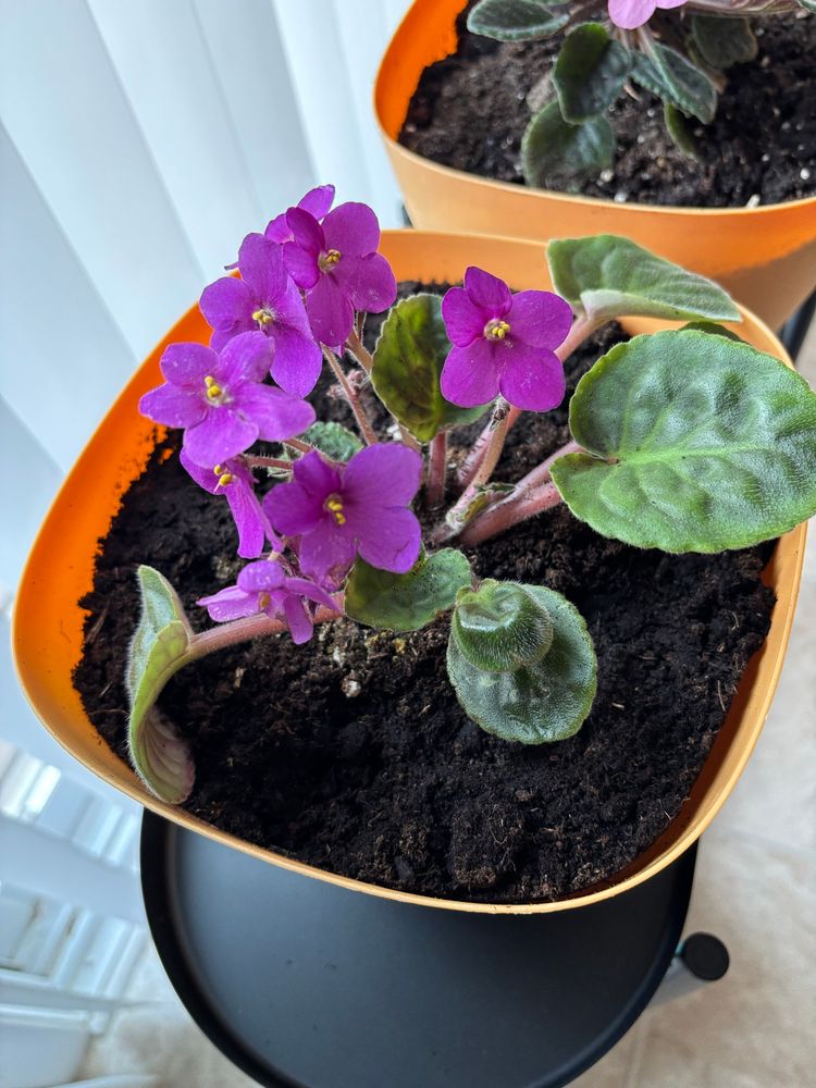 African violet with magenta leaves