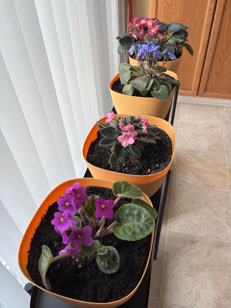A row of four African violets: magenta, pink, blue, purple, and pink with white centres
