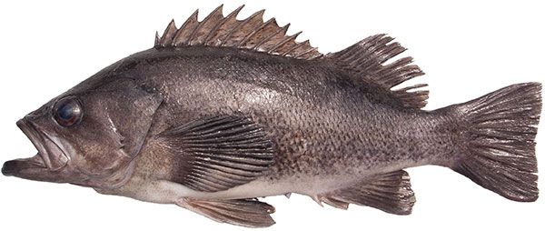 Alaska Black Rockfish 