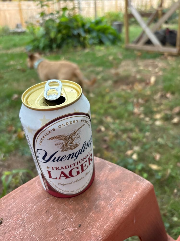 A picture of a canna beer with a short brown terrier mix in the background