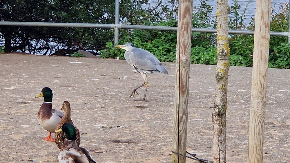 A heron walks near a lake.  There are also some ducks and a tree trunk with two poles by it