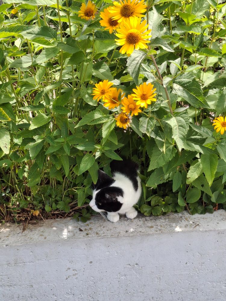 Black and white cat among yellow flowers with green leaves looking for something