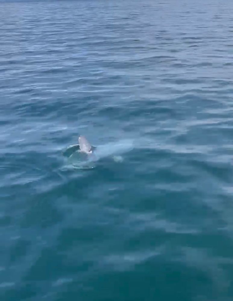 Dorsal fin of a Mola mola (sunfish) protruding out of the seawater. 