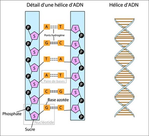 Schéma de la structure de l'ADN