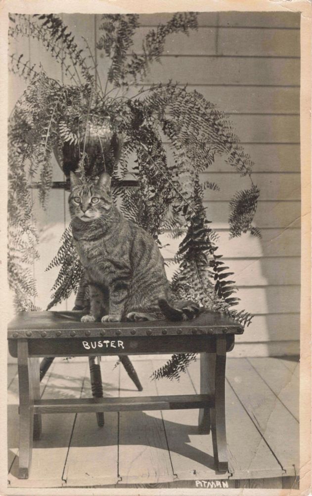 Photo of a cat sitting on a bench in front of a potted plan. The cat's name, Buster, is written on bench. 