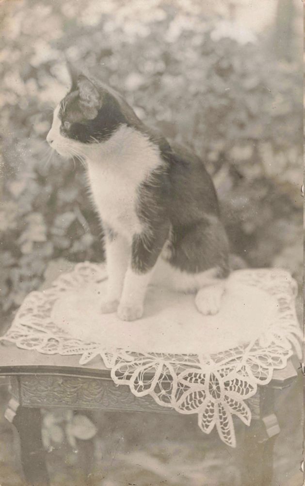Photo of a cat, in profile, sitting on top of a table with a doily on it. 