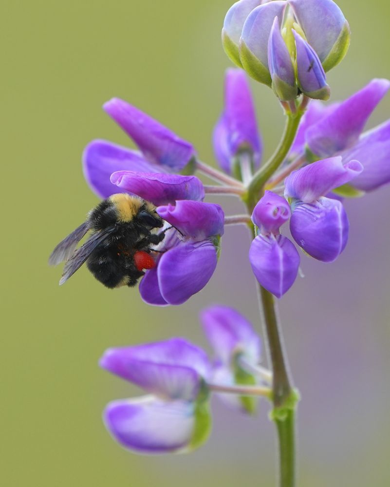Bumblebee on Lupine