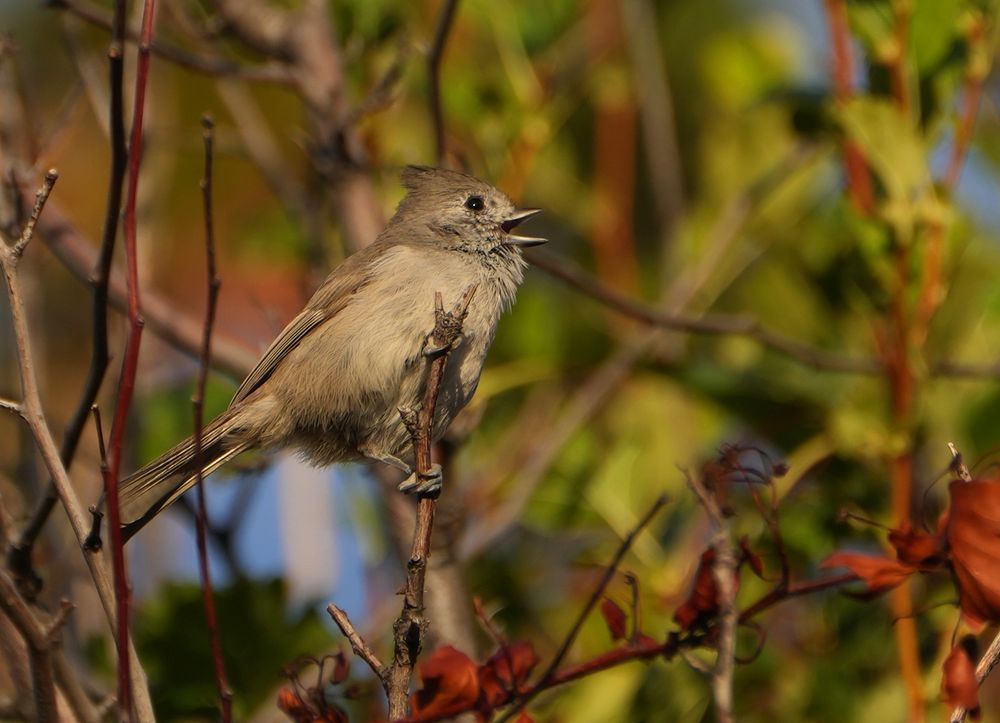 Oak Titmouse on a thin branch perch 
