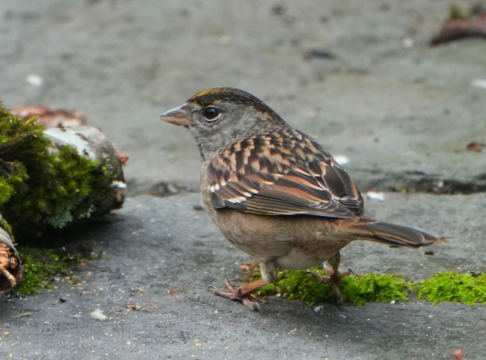Golden-crowned Sparrow on a stone with moss