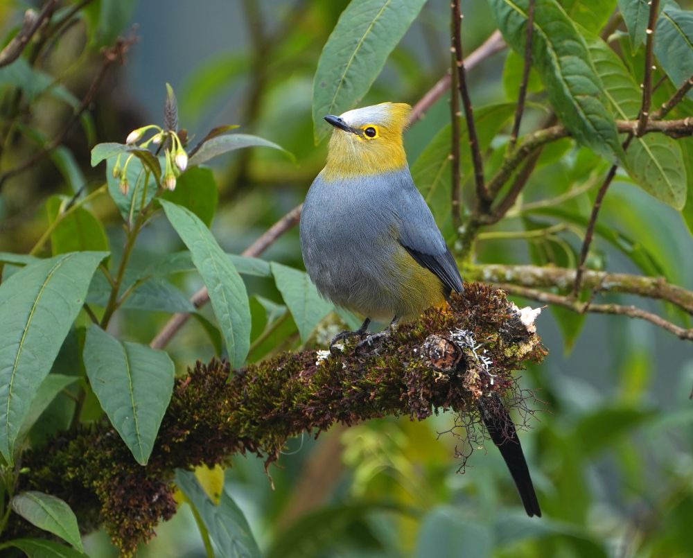 Male Long-tailed Silky-flycatcher sits upright on lichen-covered branch stump