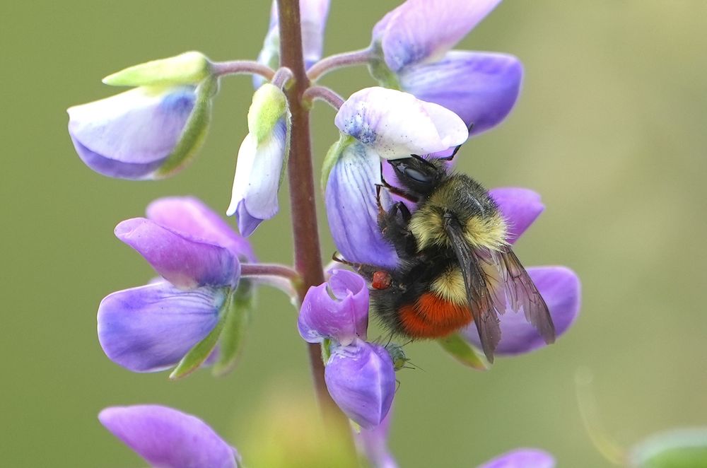 Bumblebee on Lupine