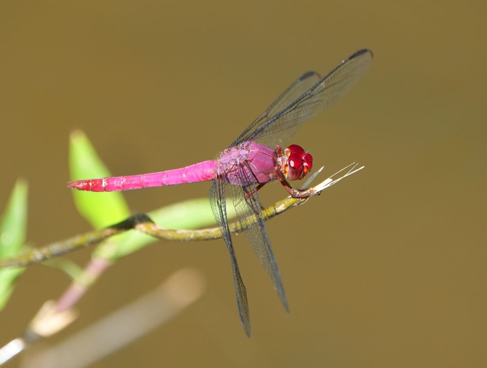 Pink dragonfly with red eyes on a twig, its wings transparent and held out and forward