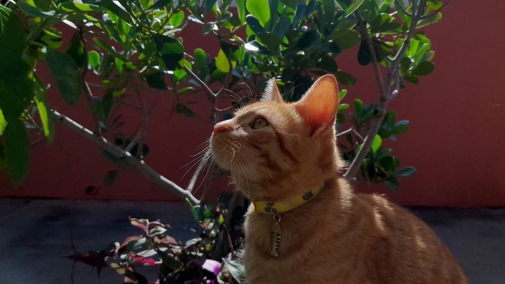 Gato laranja em meio às folhagens
