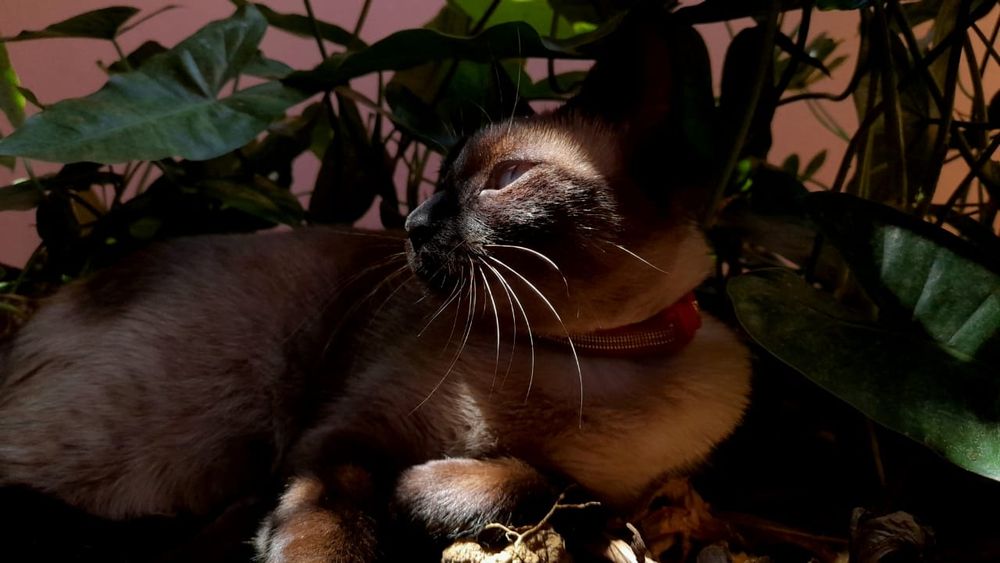 Gata siamesa entre as folhagens