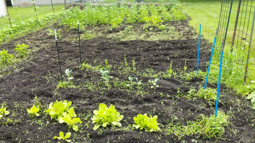 A picture of a sparsely growing garden 