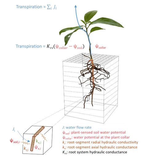 image of a plant, with root and shoot, and hydraulic resistance to water between the different organs