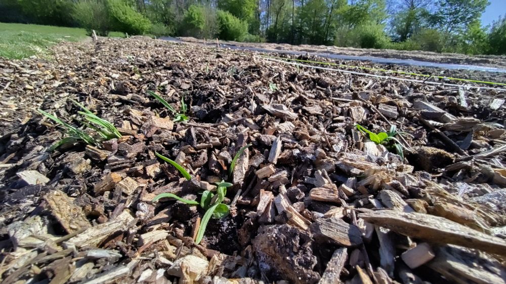 Spinach plants in a field, sprouting from a brf mulch