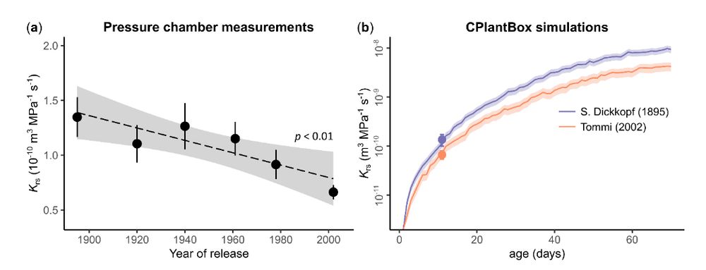 Two-panel figure illustrating root hydraulic conductance in wheat cultivars. Panel (a) shows a line graph of pressure chamber measurements of root hydraulic conductance (Krs) over the years of release from 1900 to 2000, with a downward trend indicated by a dashed line and shaded confidence interval. Panel (b) presents CPlantBox simulations comparing root hydraulic conductance (Krs) over time (in days) for two cultivars: S. Dickkopf (1895) and Tommi (2002), with the older cultivar showing higher conductance.