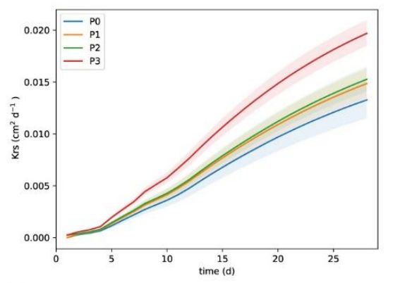 plot showing the relationship between the root system conductivity and the plant age. The lines of different colors represent different P levels. The main difference between the lines is between the full P treatment (higher) and all the other ones. 