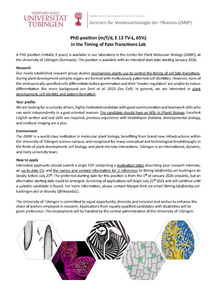 A PhD position (initially 3 years) is available in our laboratory in the Center for Plant Molecular Biology (ZMBP), at the University of Tübingen (Germany). The position is available with an intended start date starting January 2026.
Interested applicants should submit a single PDF comprising a motivation letter describing your research interests, an up-to-date CV, and the names and contact information for 2 references to timing.lab@zmbp.uni-tuebingen.de ideally before July 21st. 