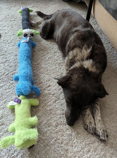Black and white doggy laying next to three Loofa stuffed dog toys.