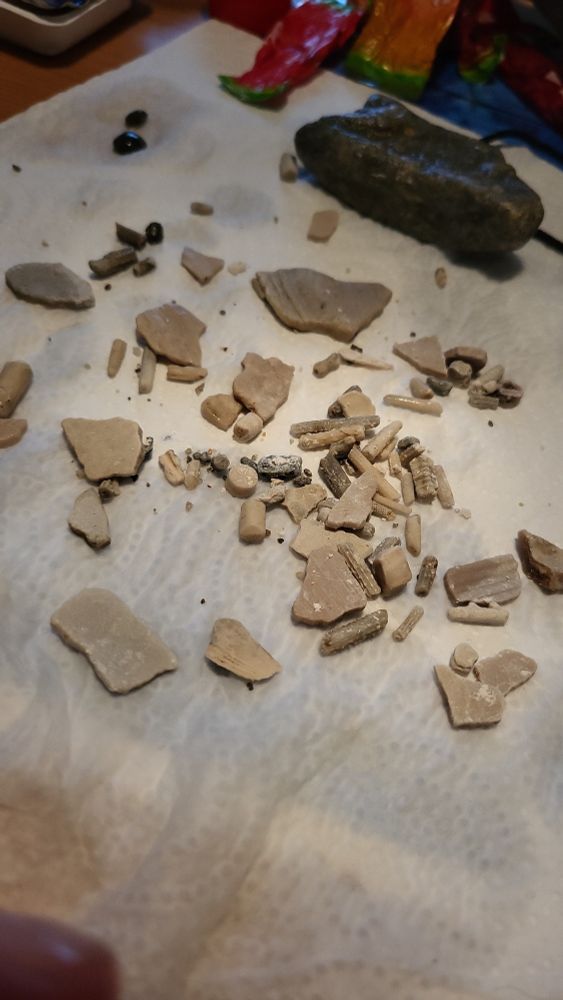 Eine Sammlung an Kleinstfossilien auf einem Tisch.