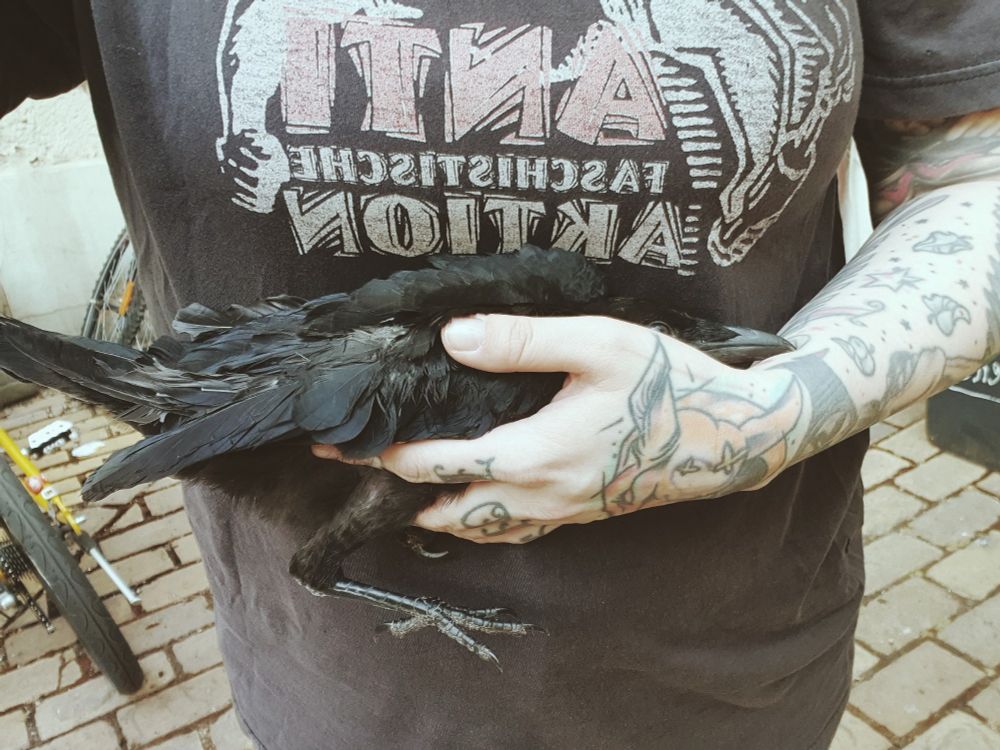 Underweight baby crow being im one hand held to carry her inside