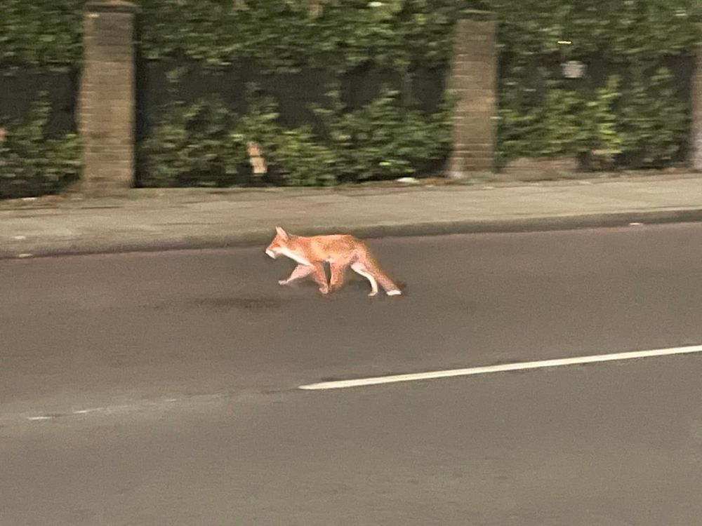 Een vos die een drukke straat in Londen oversteekt