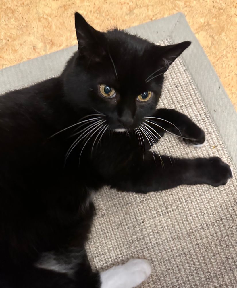 Photo of a black tomcat with white chin and feet, relaxing on a tan carpet