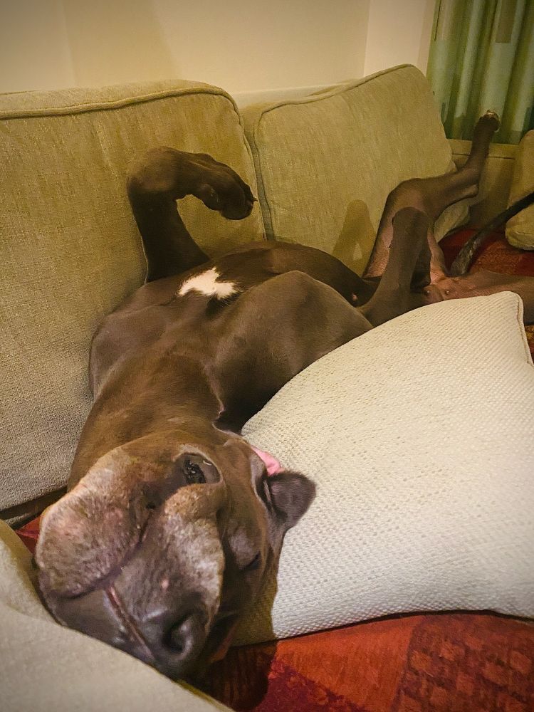 Hero the Great Dane lying upside down on the couch. 