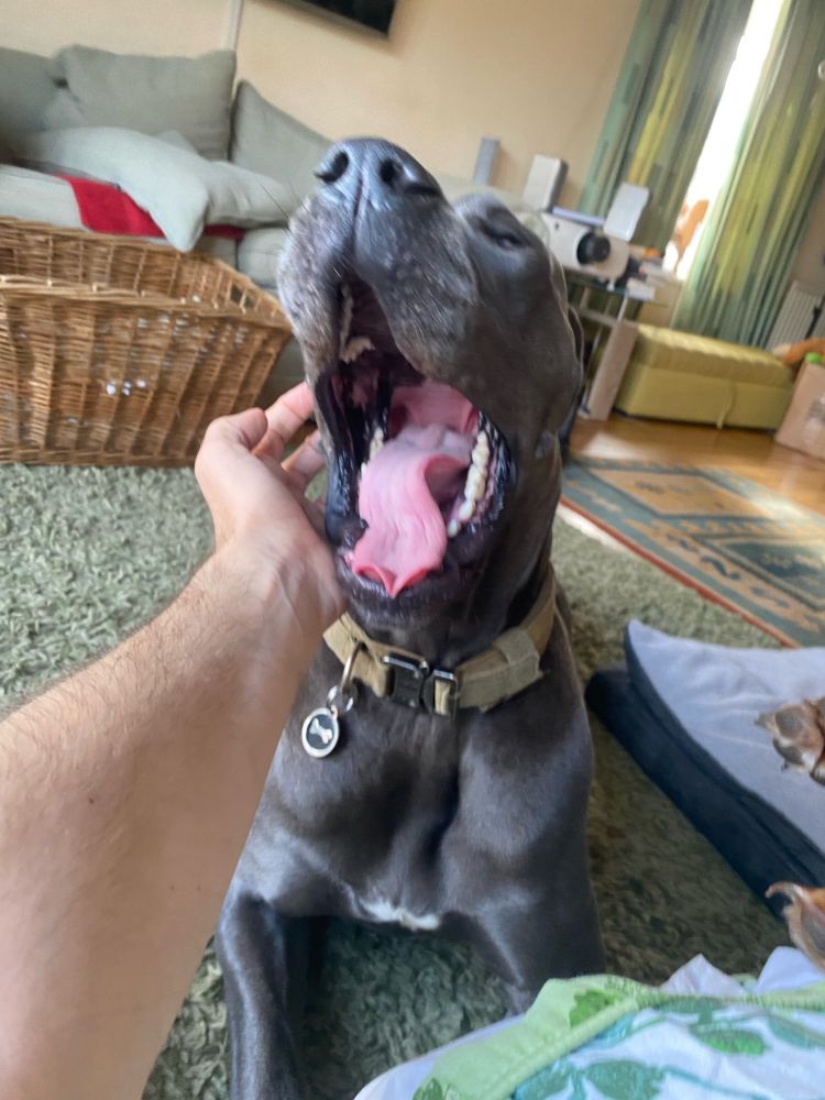 Hero the Great Dane. 