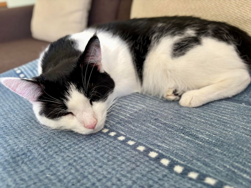 Merry the black and white cat fast asleep on a blue blanket