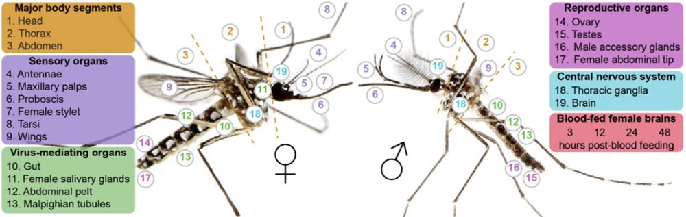 Photos of Aedes aegypti female (left) and male (right). Numbers indicate location of collected tissues (listed in legend boxes). Photos by Alex Wild.