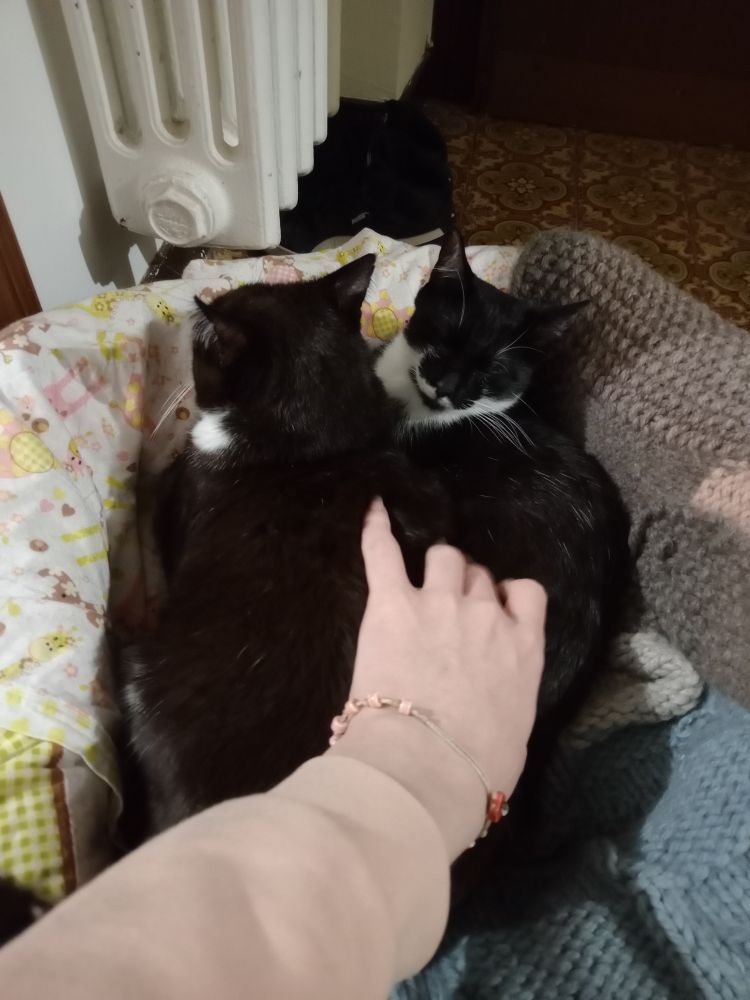 2 very goofy cats seeping on top of each other, one facing the camera the other facing the heater