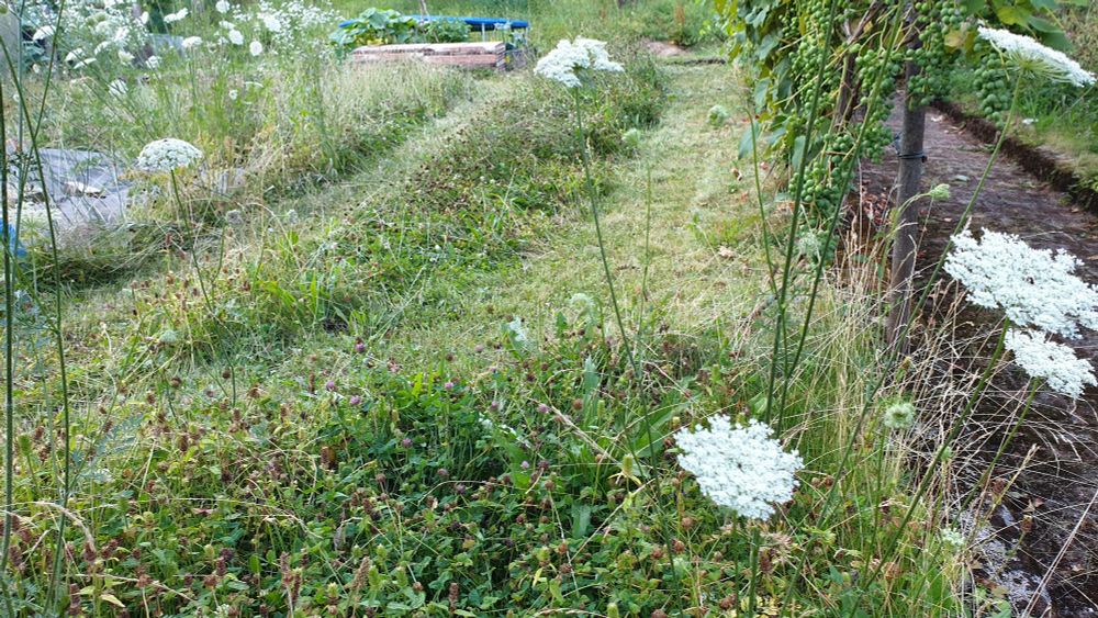 Wild wuchernder Rasen mit wilder Möhre, in den 2 Schneisen gemäht wurden 