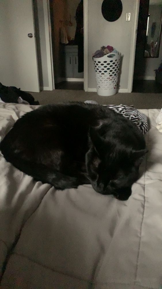 my black cat curled up in a ball on my bed head is lying over his front paws 