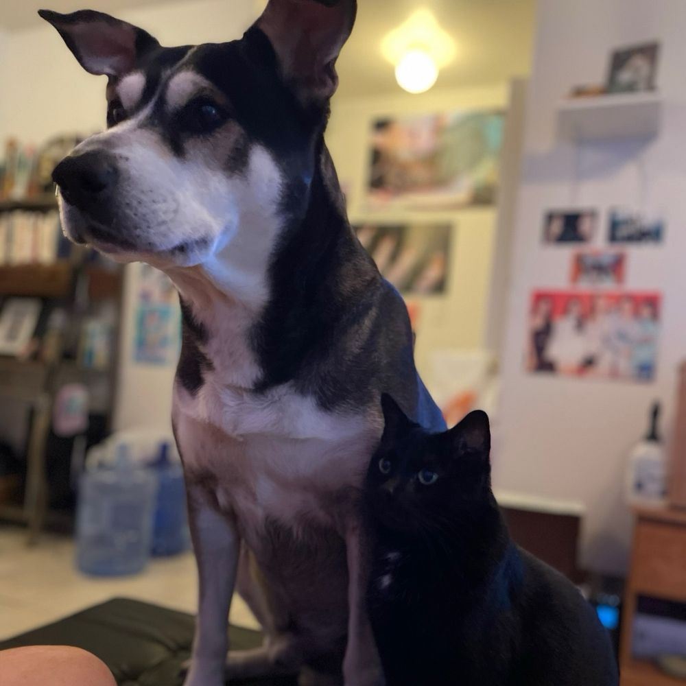 a black and white dog sitting next to a black cat on an ottoman to stare at their person for attention