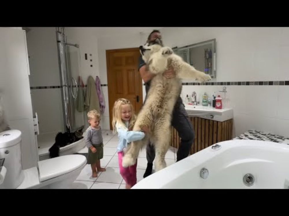 Giant Sulking Dog Hates Bath Time! We Even Try The Shower!!