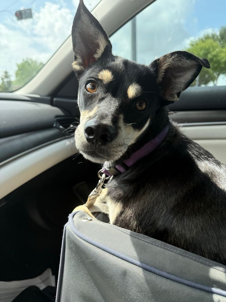 Black and tan dog with alert ears sitting in a gray car seat, wearing a purple collar