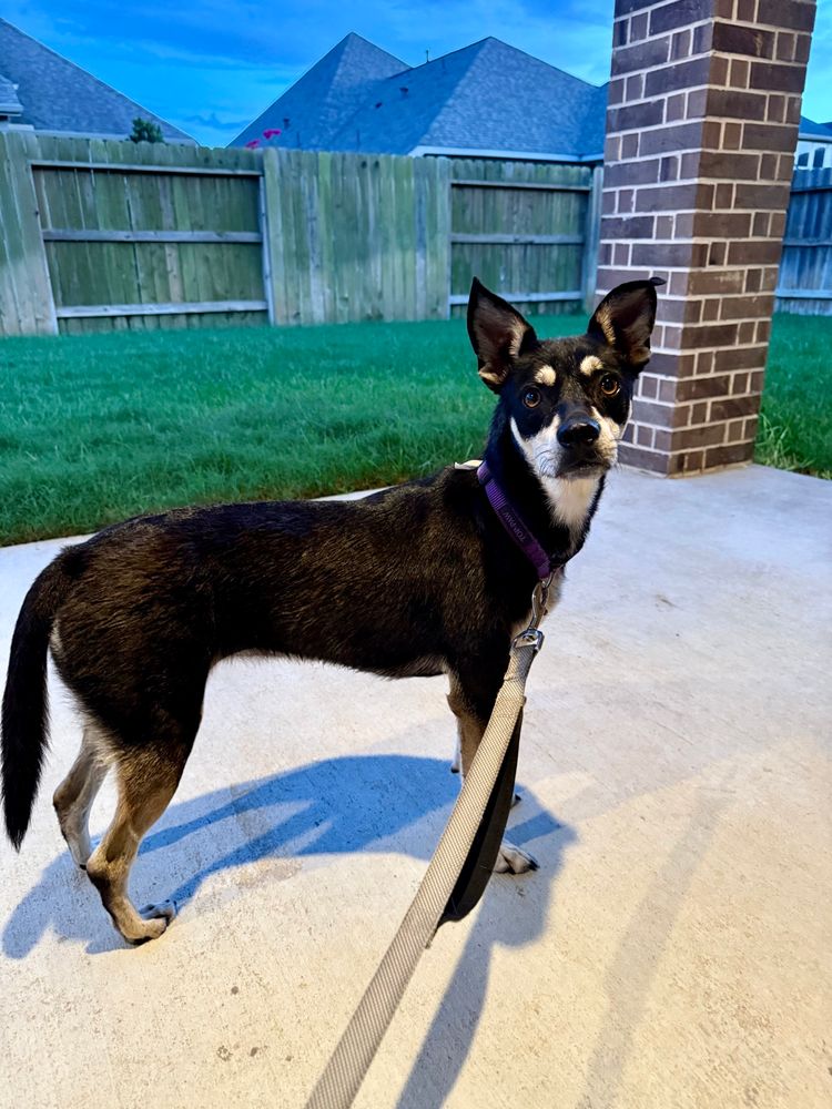 Black and tan dog standing on a patio at dusk, wearing a purple collar and tan leash, with a wooden fence and houses in the background​​​​​​​​​​​​​​​​