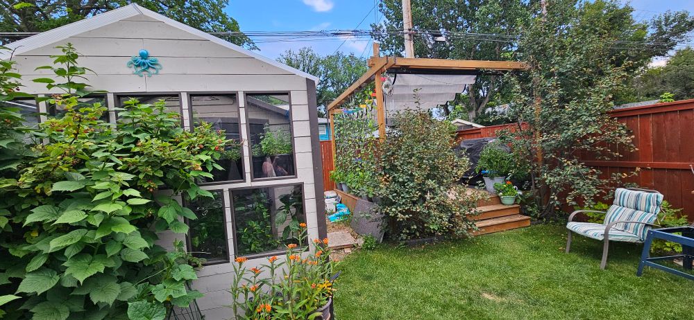 A small greenhouse decorated with a blue octopus and a shaded deck flanked by saskatoon bushes.