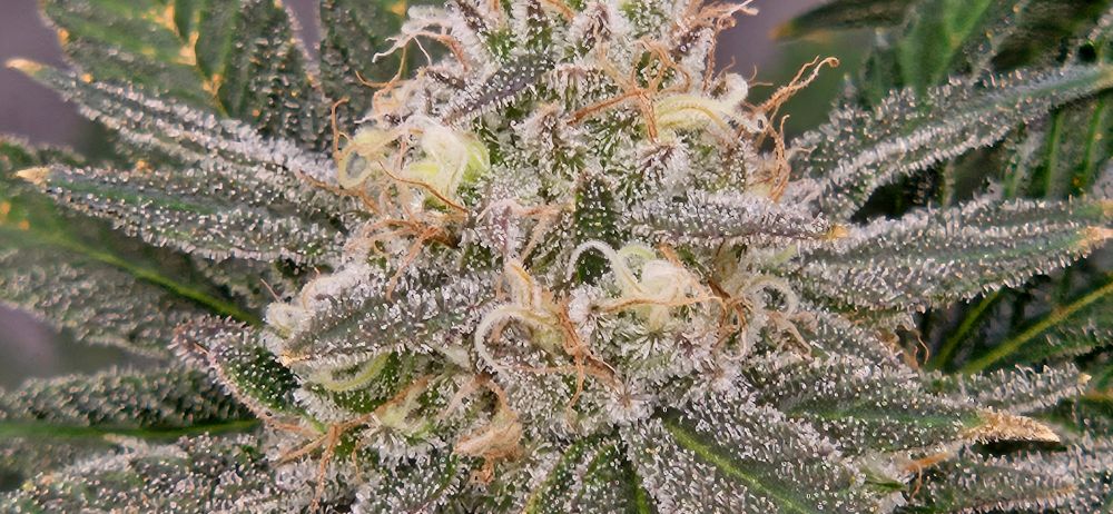 A close up of a cannabis flower, covered with trichomes. 