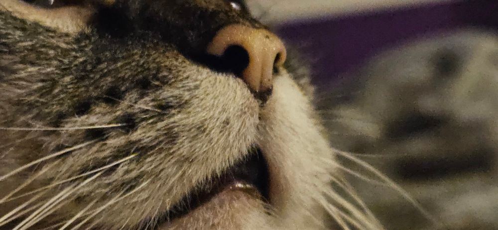 Extreme close up of a cat nose and mouth