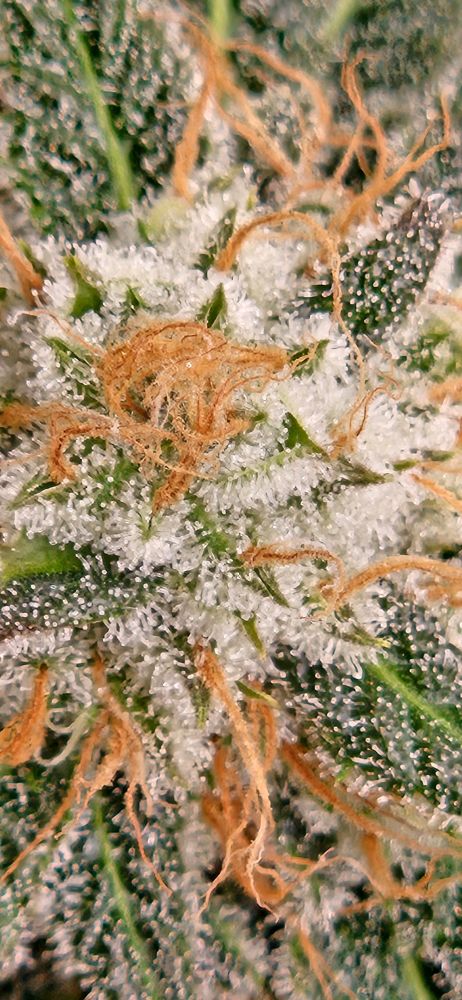 A close up of a cannabis flower, covered with trichomes. 