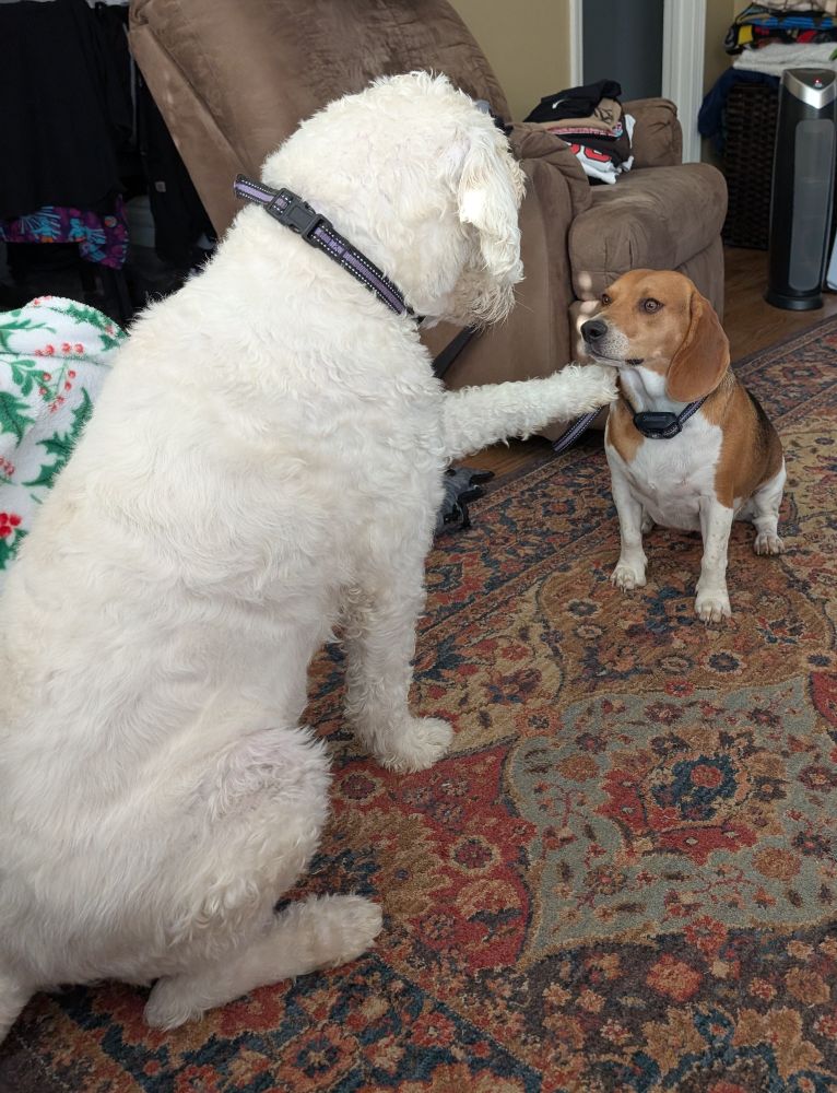 A white Labradoodle placing his left paw on the shoulder of a smaller female Tricolor Beagle. These are good dogs.