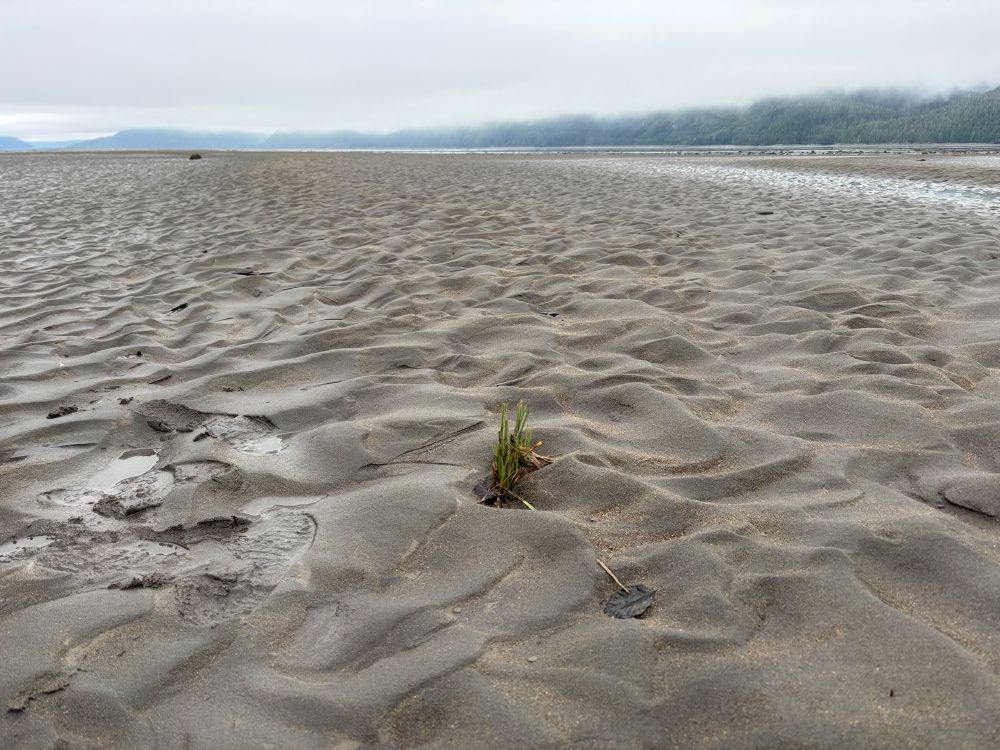 A lone plant growing in a large sandbar next to a river. 