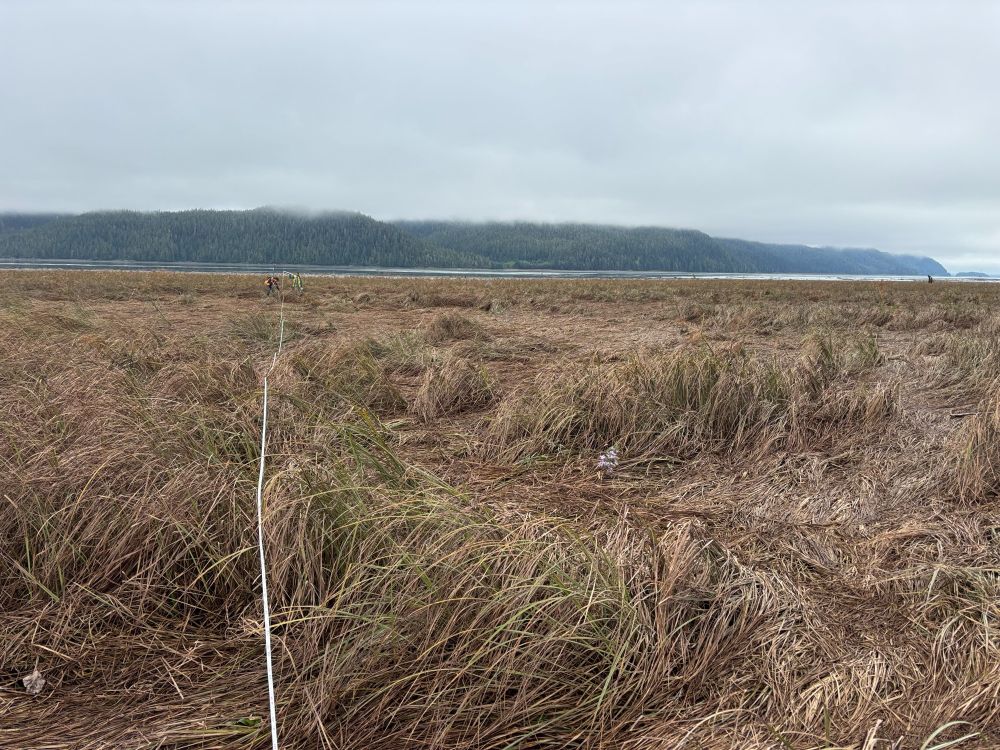 A measuring tape extending through a marsh. In the distance two crew members can be seen at work. 