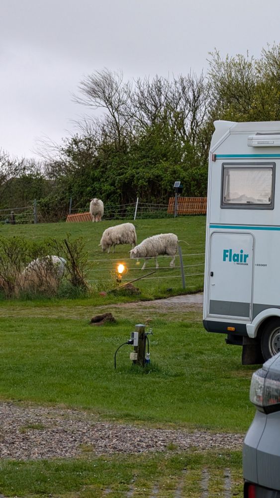 Auf einer Wiese eines Campingplatzes stehen drei Schafe.