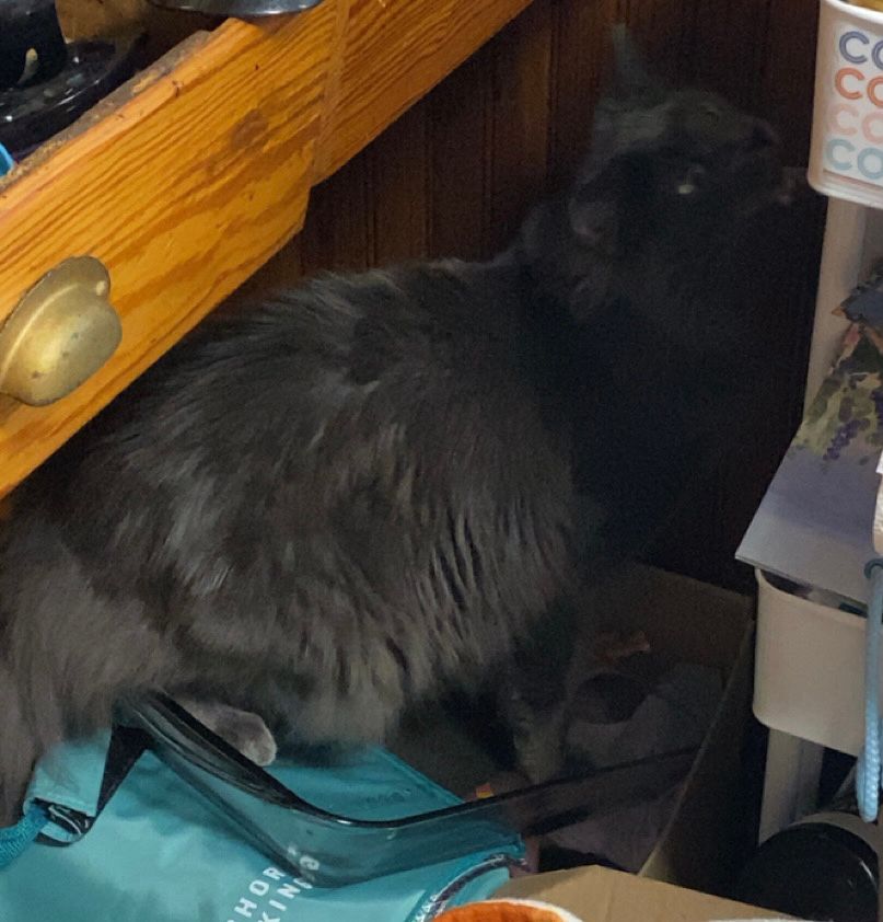 A fluffy grey cat sits in a glass casserole dish. 