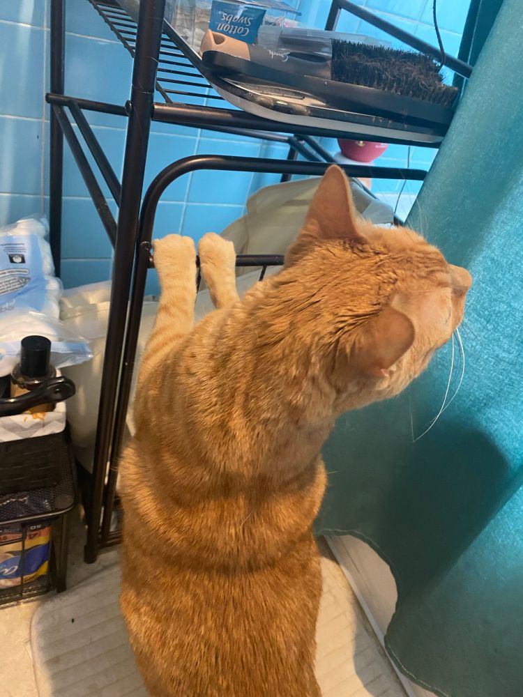 An orange cat Peering. She’s standing on her hind legs with her front paws on a shelf, and she sure is Taking A Gander. 